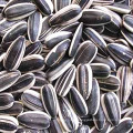 Grãos de semente de girassol baratos de primeira qualidade